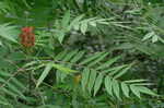 Smooth sumac